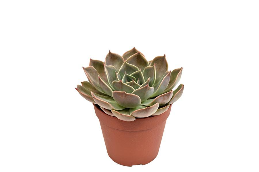 echeveria-costa-o12cm-↕15cm