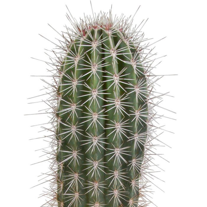 pachycereus-pringlei-17cm-zonder-pot