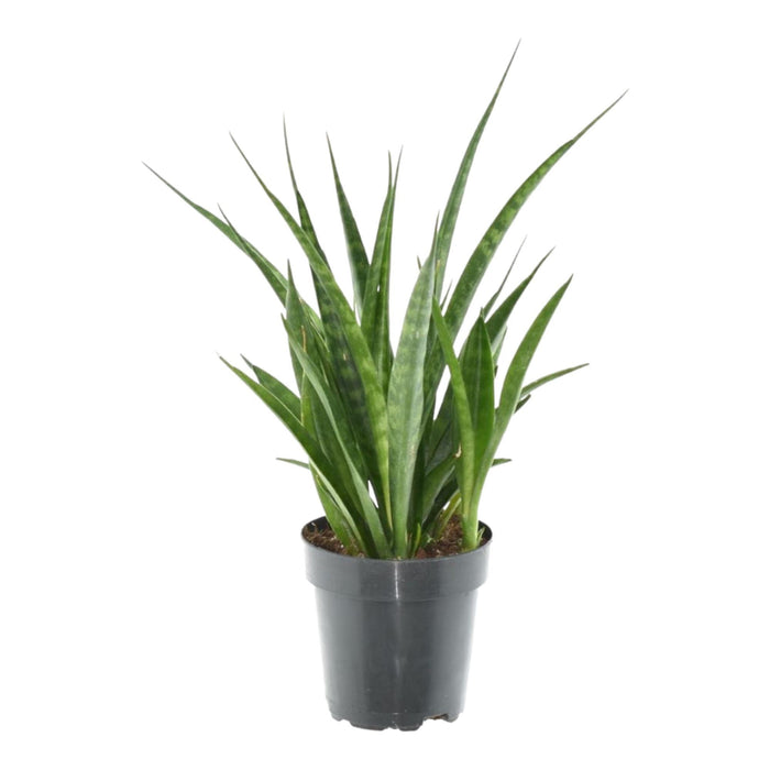 sansevieria-kirkii-friends-38-cm-o12