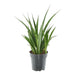 sansevieria-kirkii-friends-38-cm-o12