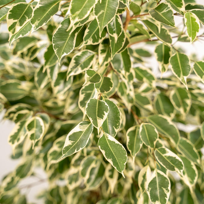 ficus-benjamina-twilight-95cm-o21cm-pot-mayk-gold