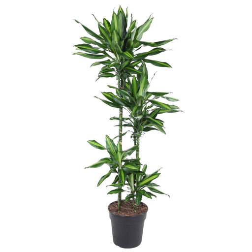 dracaena-cintho-150-cm-o27