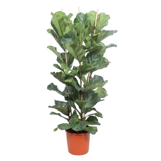 ficus-lyrata-struik-180-cm-o34