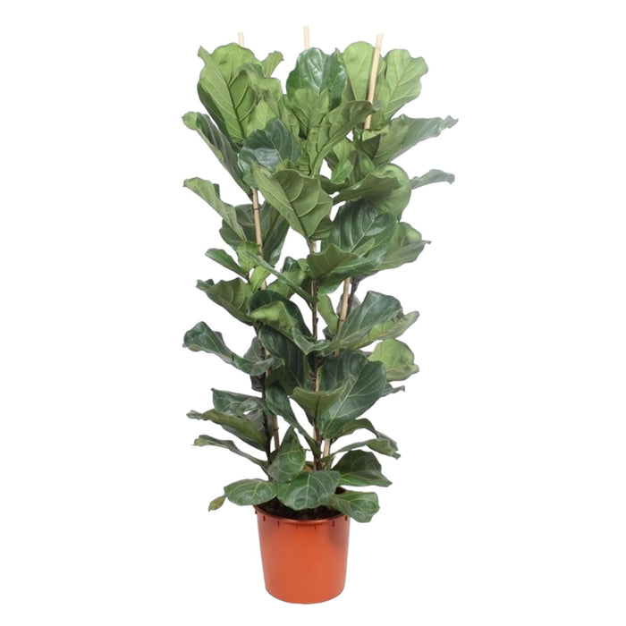 ficus-lyrata-struik-180-cm-o34