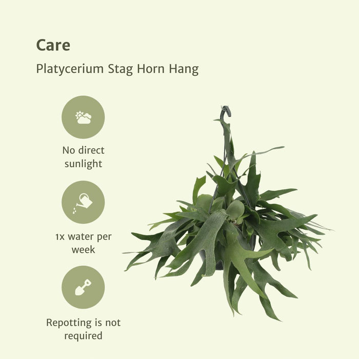 platycerium-hertshoorn-hang