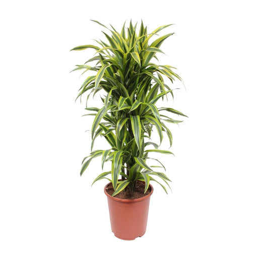 dracaena-lemon-lime-o27cm-↕110cm