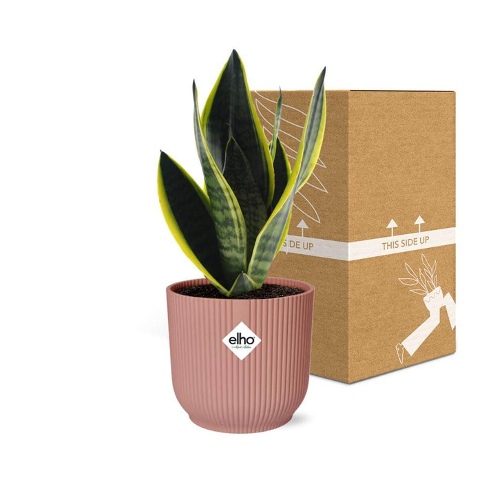 sansevieria-futura-superba-in-elho-vibes-fold-14cm-roze