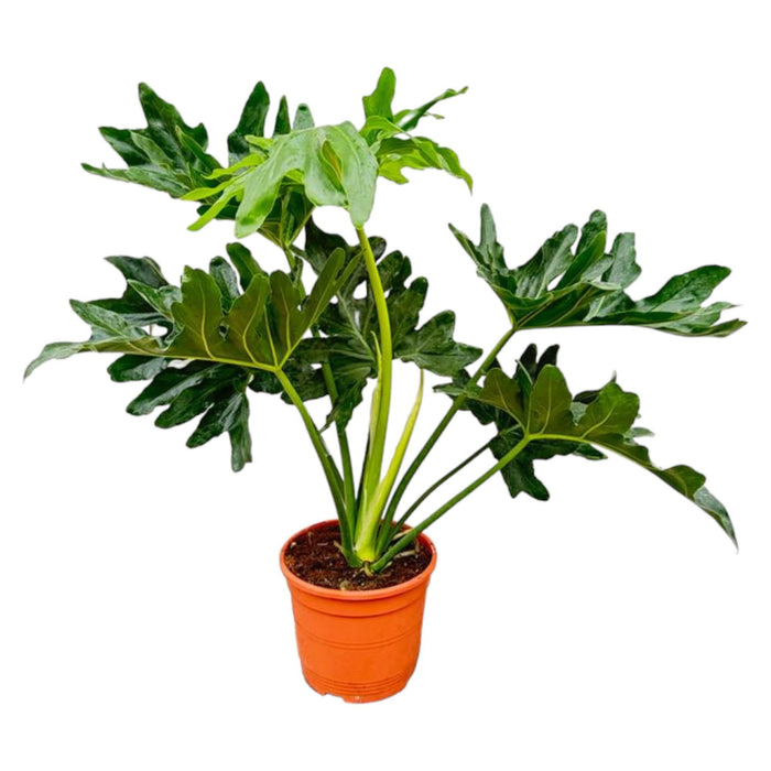 philodendron-selloum-100-cm-o22