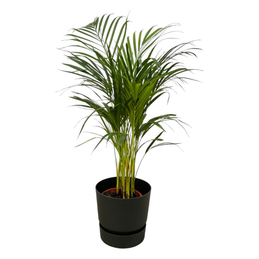 areca-palm-85cm-o19cm-inclusief-elho-greenville-round-zwart-d24xh23