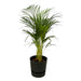 areca-palm-85cm-o19cm-inclusief-elho-greenville-round-zwart-d24xh23