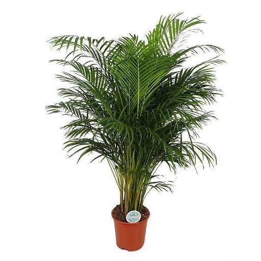 dypsis-lutescens-areca-palm-o27cm-↕160cm