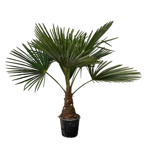 trachycarpus-90cm-o21