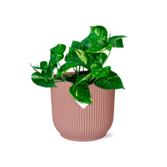 epipremnum-pinnatum-aureum-in-elho-vibes-fold-14cm-roze