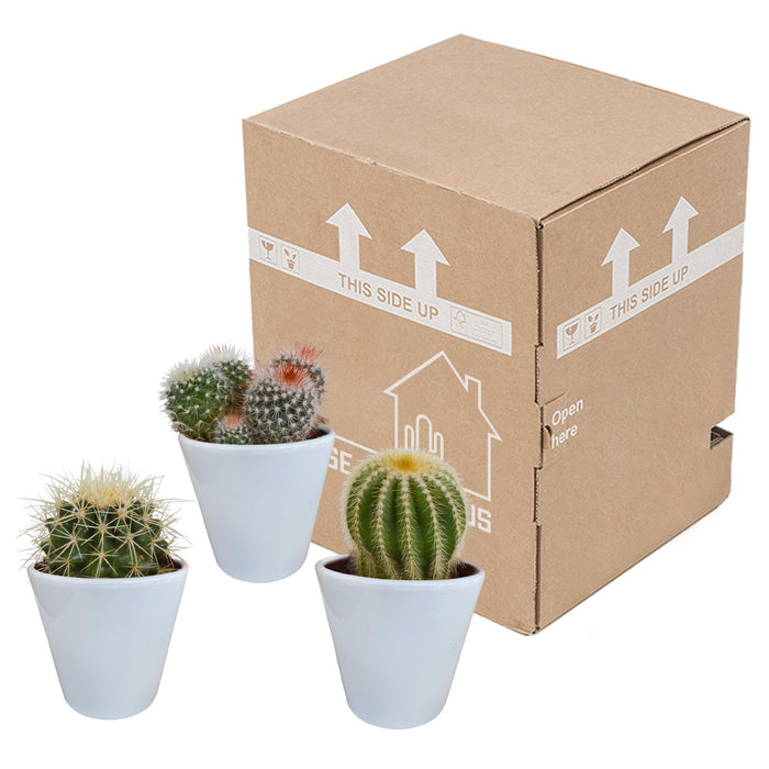 bolcactus-mix-8-5-cm-3-stuks-in-witte-pot