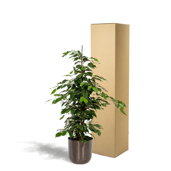 ficus-benjamina-danielle-95cm-o21cm-pot-mayk-lead