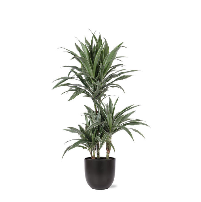 dracaena-warneckii-o21cm-↕65cm-in-boule-antraciet-pot