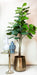 kunstplant-ficus-lyrata-tabaksplant-180-cm