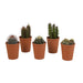 cactus-mix-5-5-cm-5x-in-terracotta-pot