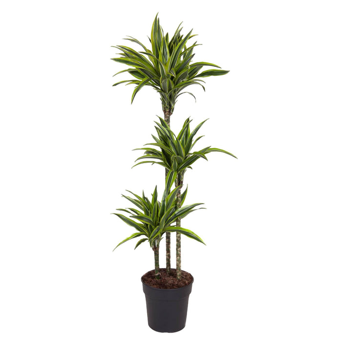 dracaena-lemon-lime-140-cm-o24