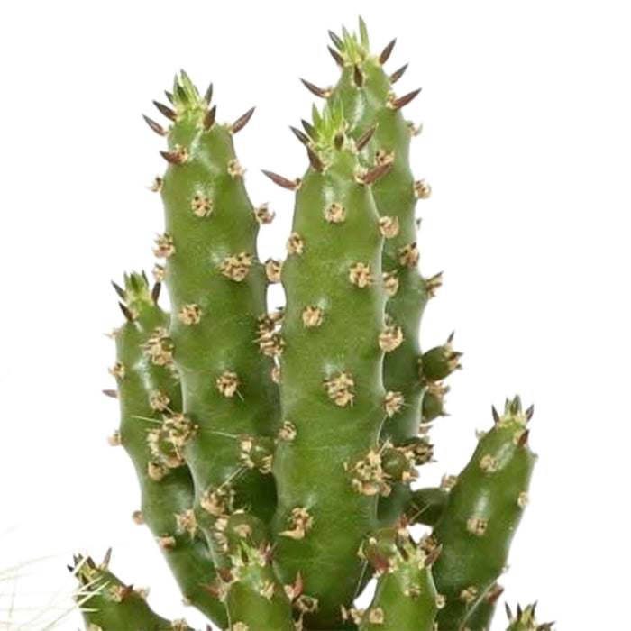 cactus-mix-5-5-cm-5x-in-mexicaanse-pot