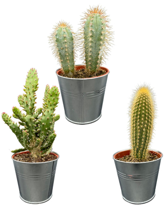 cactus-palen-mix-↕15-20cm-3-stuks-zinc-o9-5-cm