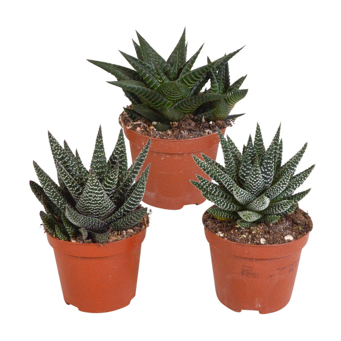 gasteria-haworthia-mix-8-5cm-3x-zonder-pot