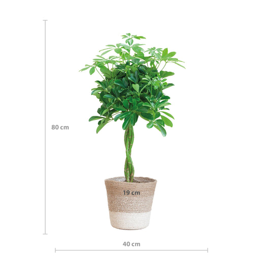 schefflera-arab-nora-met-mand-lissabon-wit