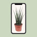 sansevieria-fernwood-mikado-o12cm-↕40cm