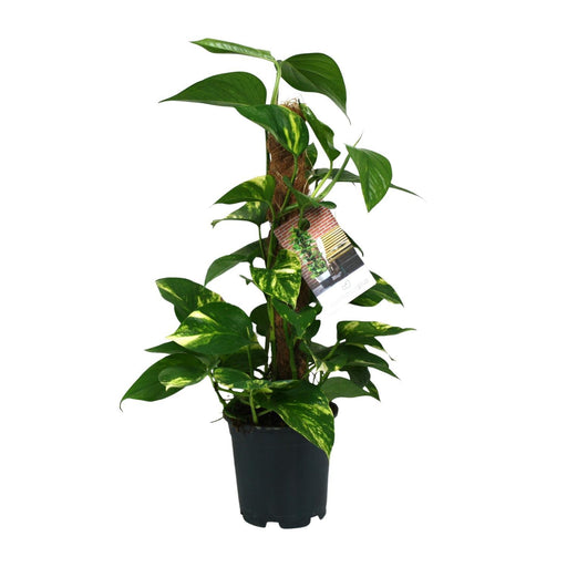 scindapsus-epipremnum-o15cm-↕50cm