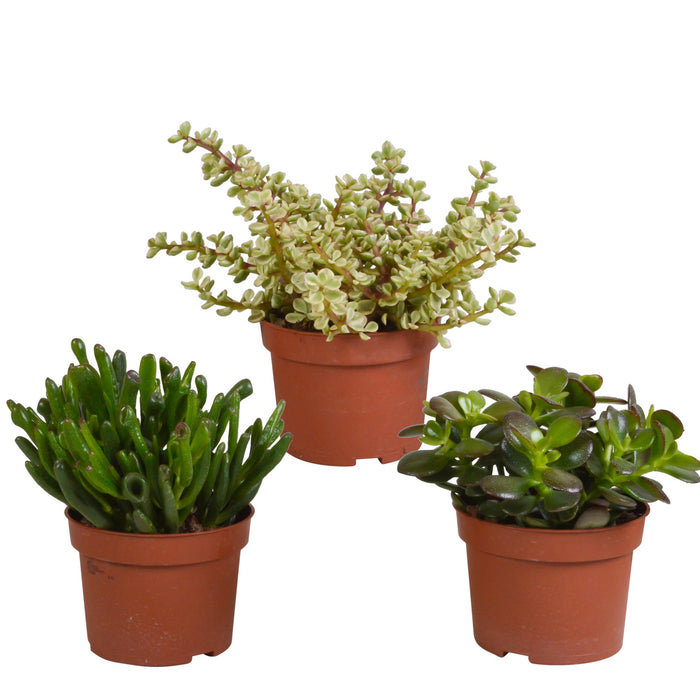 crassula-mix-10-5-cm-3x-zonder-pot