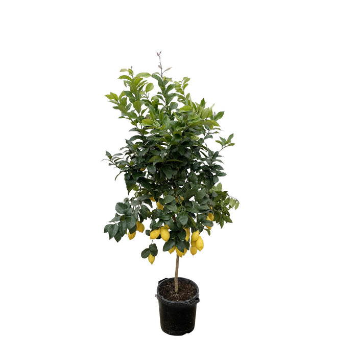 citrus-lemon-210cm-o40