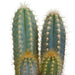 cactus-mix-8-5-cm-3x-in-mexicaanse-pot