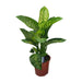 dieffenbachia-seguine-tropic-snow-o24cm-↕85cm