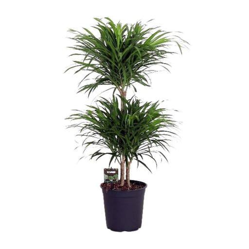 dracaena-reflexa-anita-o24cm-↕90cm