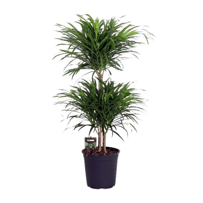 dracaena-reflexa-anita-o24cm-↕90cm