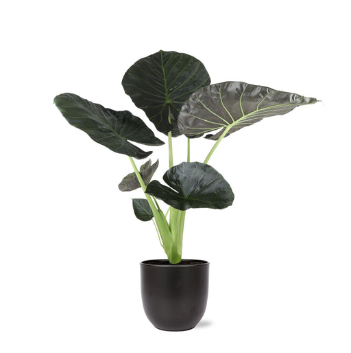 alocasia-regal-shield-o21cm-↕100cm-in-boule-antraciet-pot