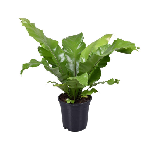 asplenium-nidus-o17cm-↕45cm-1