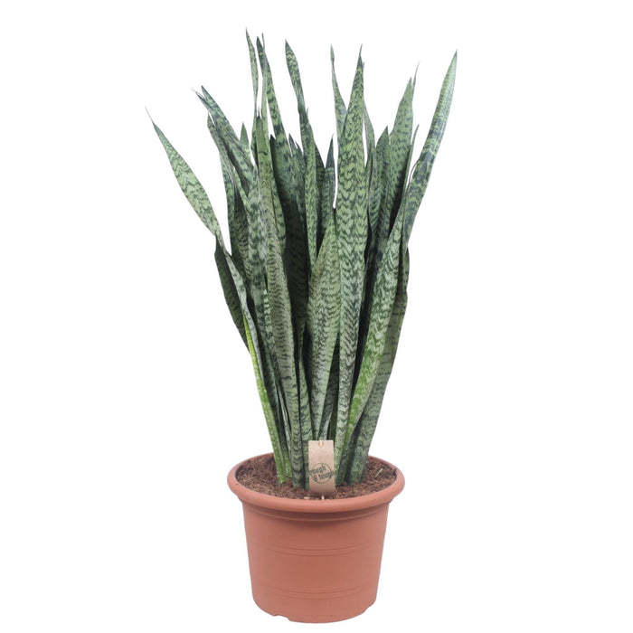 sansevieria-zeylenica-110-cm-o35