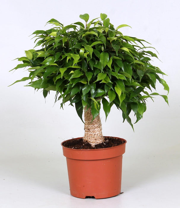 ficus-green-kinky-o12cm-↕30cm