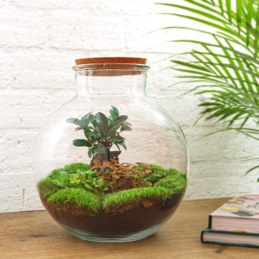 diy-terrarium-bolder-bob-bonsai-↕-30-cm-normal