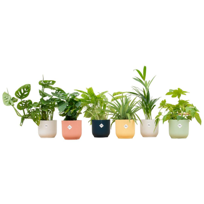 verrassingsbox-6-planten-inclusief-elho-vibes-fold-round-o14-kleurenmix