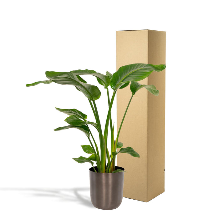 strelitzia-nicolai-90cm-o19cm-pot-mayk-lead