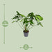 philodendron-green-wonder-o24cm-↕100cm