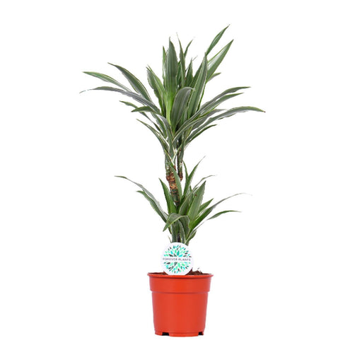 dracaena-warneckei-o17cm-↕65cm