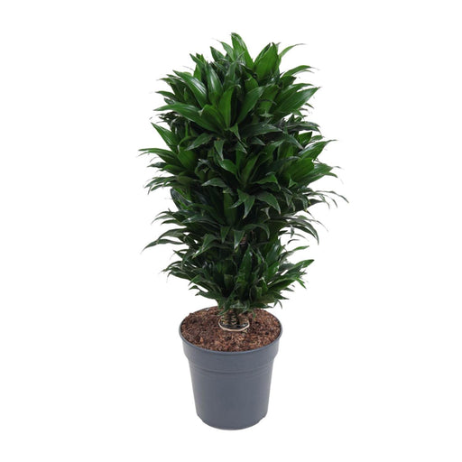 dracaena-compacta-o24cm-↕80cm