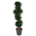 dracaena-compacta-vertakt-170-cm-o34