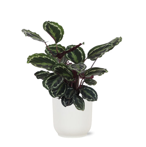 calathea-medaillon-o21cm-↕70cm-in-vibes-wit-pot