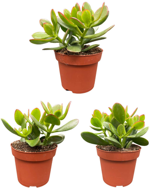 succulenten-crassula-ovata-↕15-20cm-3-stuks-normal-o12-cm