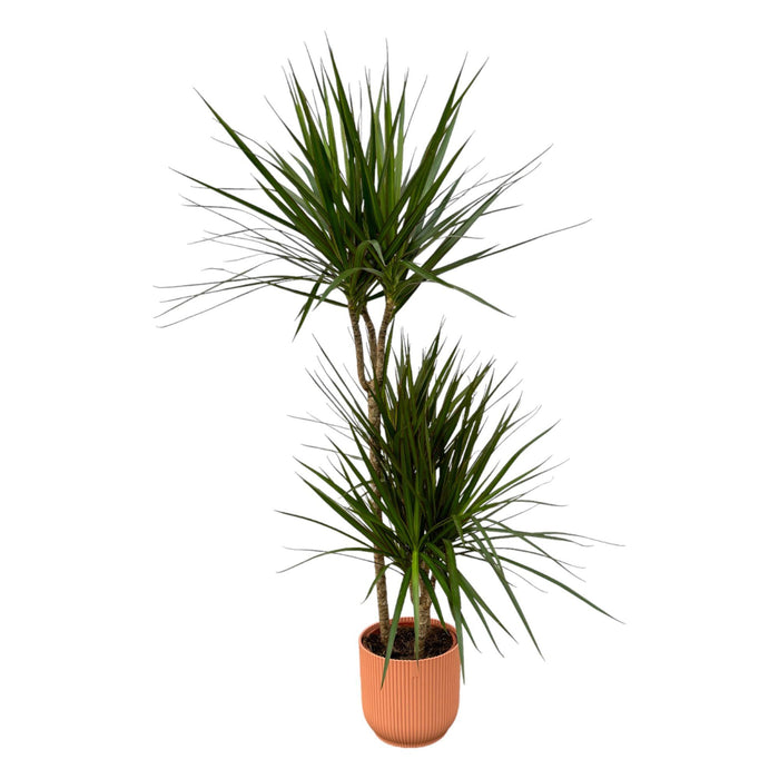 dracaena-marginata-120cm-o21cm-inclusief-elho-vibes-fold-round-roze-d22xh20