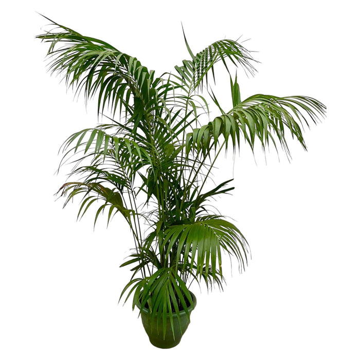 kentia-palm-xxl-275cm-o35